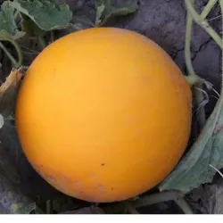 Hạt giống dưa lê hoàng kim ngọc