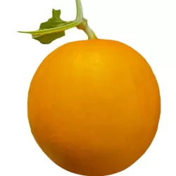 Hạt giống dưa lê hoàng kim ngọc