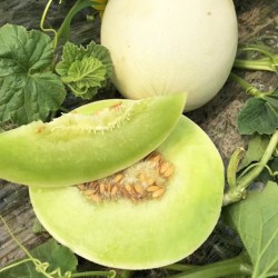Hạt giống dưa lê lam ngọc F1