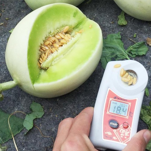 Hạt giống dưa lê lam ngọc F1
