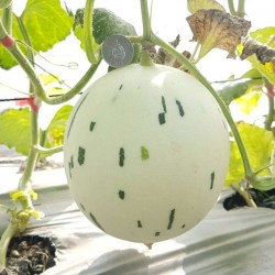 Hạt giống dưa lê bạch kim(dưa sữa)