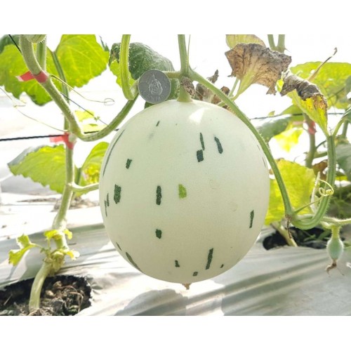 Hạt giống dưa lê bạch kim(dưa sữa)