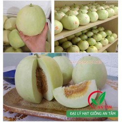 Hạt giống dưa lê siêu ngọt