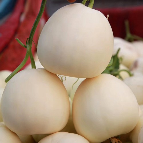 Hạt giống dưa lê siêu ngọt bạch ngọc