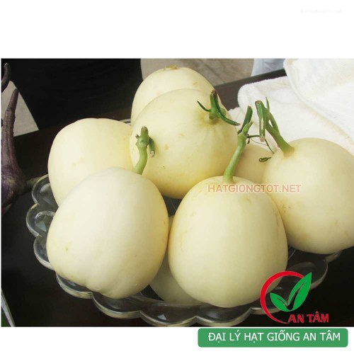 Hạt giống dưa lê siêu ngọt bạch ngọc