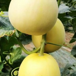 Hạt giống dưa lê siêu ngọt da vàng