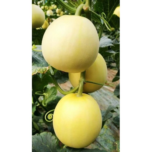 Hạt giống dưa lê siêu ngọt da vàng