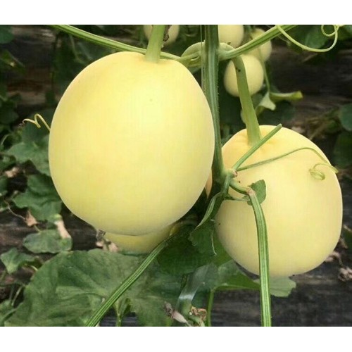 Hạt giống dưa lê siêu ngọt da vàng