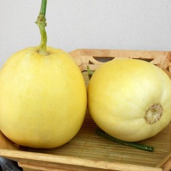 Hạt giống dưa lê siêu ngọt da vàng