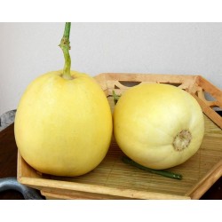 Hạt giống dưa lê siêu ngọt da vàng