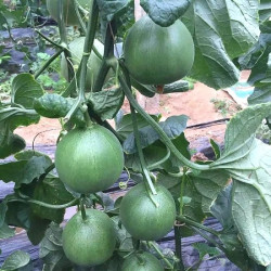 Hạt giống dưa lê xanh siêu ngọt lục ngọc