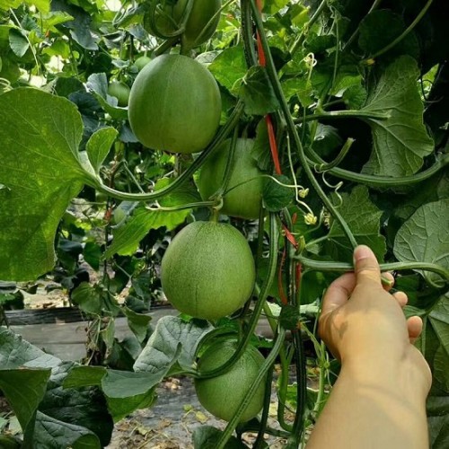Hạt giống dưa lê xanh siêu ngọt lục ngọc