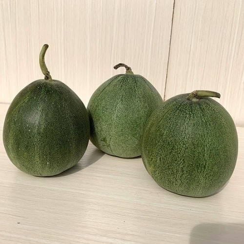 Hạt giống dưa lê xanh siêu ngọt lục ngọc