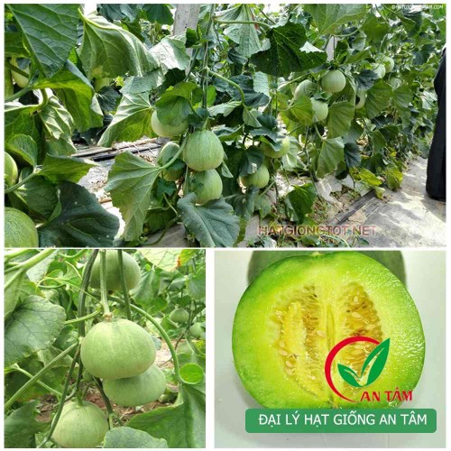 Hạt giống dưa lê xanh siêu ngọt lục ngọc
