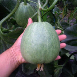 Hạt giống dưa lê xanh siêu ngọt lục ngọc