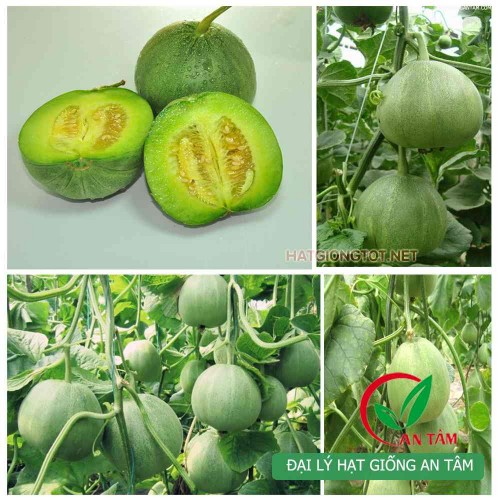 Hạt giống dưa lê xanh siêu ngọt lục ngọc