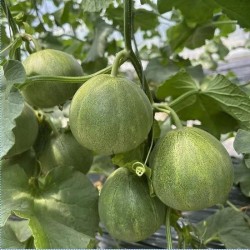Hạt giống dưa lê xanh siêu ngọt lục ngọc