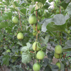 Hạt giống dưa lê siêu ngọt