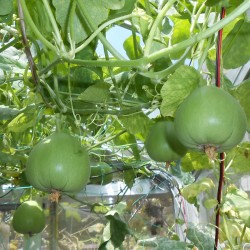 Hạt giống dưa lê siêu ngọt