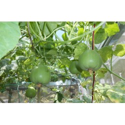 Hạt giống dưa lê siêu ngọt