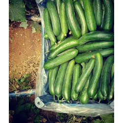 Hạt giống dưa leo chùm siêu trái marry