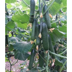 Hạt giống dưa leo chùm siêu trái marry