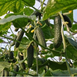 Hạt giống dưa chuột bao tử F1