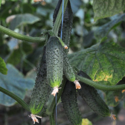 Hạt giống dưa chuột bao tử F1