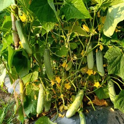 Hạt giống dưa leo F1