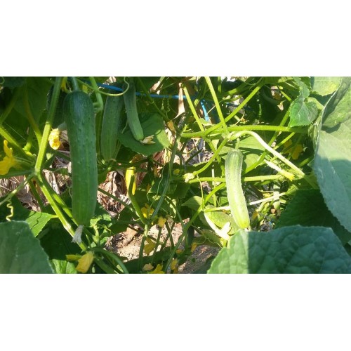 Hạt giống dưa leo F1