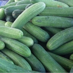 Hạt giống dưa leo F1