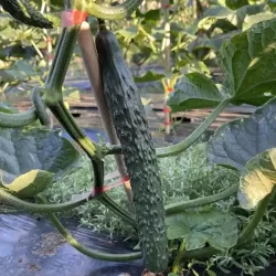 Hạt giống dưa leo nhật