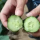 Hạt giống dưa leo nhật