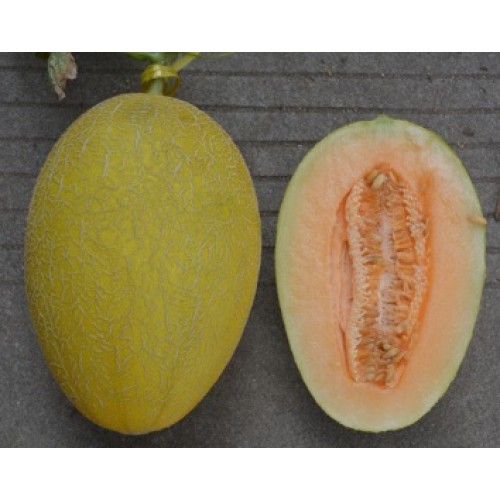 Hạt giống dưa lưới vàng phượng hoàng