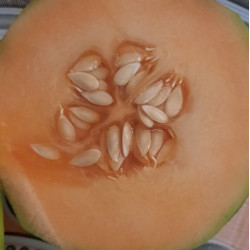 Hạt giống dưa lưới ruột cam F1