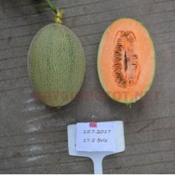 Hạt giống dưa lưới mật hoa oval