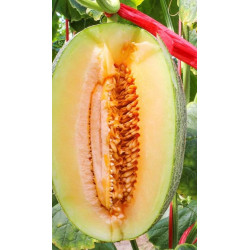 Hạt giống dưa lưới mật hoa oval