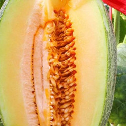 Hạt giống dưa lưới mật hoa oval
