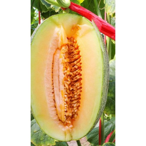 Hạt giống dưa lưới mật hoa oval