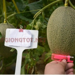 Hạt giống dưa lưới mật hoa oval