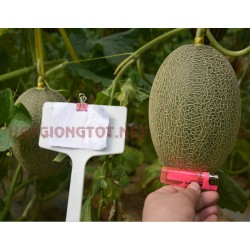 Hạt giống dưa lưới mật hoa oval