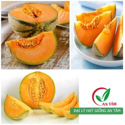 Hạt giống dưa lưới múi siêu ngọt Hạt giống dưa lưới múi siêu ngọt