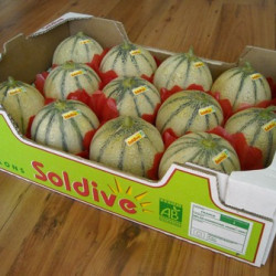 Hạt giống dưa lưới múi siêu ngọt