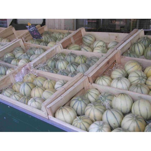 Hạt giống dưa lưới múi siêu ngọt