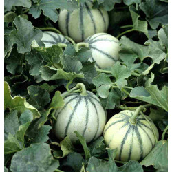 Hạt giống dưa lưới múi siêu ngọt Hạt giống dưa lưới múi siêu ngọt