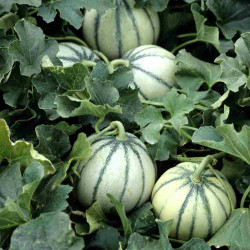 Hạt giống dưa lưới múi siêu ngọt