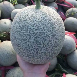 Hạt giống dưa lưới ruột xanh F1