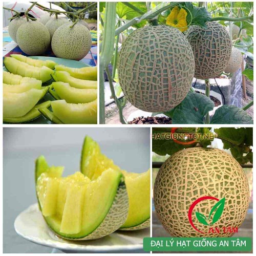 Hạt giống dưa lưới ruột xanh F1