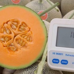 Hạt giống dưa lưới ruột cam F1