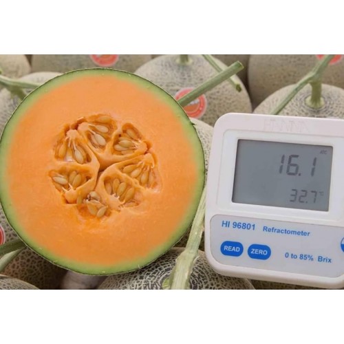 Hạt giống dưa lưới ruột cam F1
